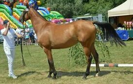 XXIII Świętokrzyski Młodzieżowy Championat Koni Małopolskich w Opatowcu - dzień II aparat 4 40