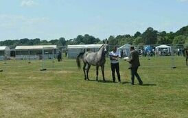 XXIII Świętokrzyski Młodzieżowy Championat Koni Małopolskich w Opatowcu - dzień II aparat 4 39