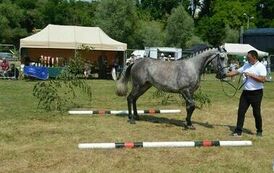 XXIII Świętokrzyski Młodzieżowy Championat Koni Małopolskich w Opatowcu - dzień II aparat 4 38