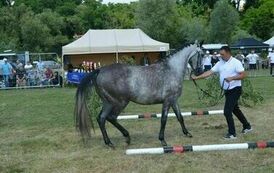 XXIII Świętokrzyski Młodzieżowy Championat Koni Małopolskich w Opatowcu - dzień II aparat 4 37