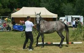 XXIII Świętokrzyski Młodzieżowy Championat Koni Małopolskich w Opatowcu - dzień II aparat 4 36