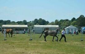 XXIII Świętokrzyski Młodzieżowy Championat Koni Małopolskich w Opatowcu - dzień II aparat 4 35