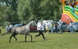XXIII Świętokrzyski Młodzieżowy Championat Koni Małopolskich w Opatowcu - dzień II aparat 4 34