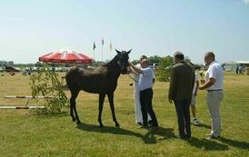 XXIII Świętokrzyski Młodzieżowy Championat Koni Małopolskich w Opatowcu - dzień II aparat 4 33
