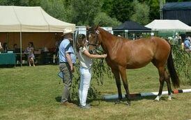 XXIII Świętokrzyski Młodzieżowy Championat Koni Małopolskich w Opatowcu - dzień II aparat 4 32