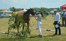 XXIII Świętokrzyski Młodzieżowy Championat Koni Małopolskich w Opatowcu - dzień II aparat 4 31
