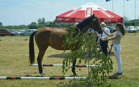 XXIII Świętokrzyski Młodzieżowy Championat Koni Małopolskich w Opatowcu - dzień II aparat 4 30