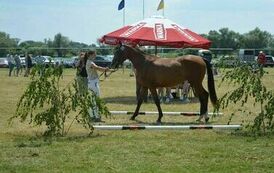 XXIII Świętokrzyski Młodzieżowy Championat Koni Małopolskich w Opatowcu - dzień II aparat 4 29