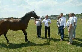 XXIII Świętokrzyski Młodzieżowy Championat Koni Małopolskich w Opatowcu - dzień II aparat 4 25