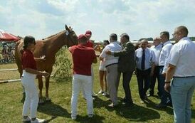 XXIII Świętokrzyski Młodzieżowy Championat Koni Małopolskich w Opatowcu - dzień II aparat 4 22