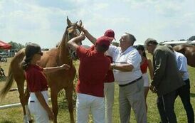 XXIII Świętokrzyski Młodzieżowy Championat Koni Małopolskich w Opatowcu - dzień II aparat 4 21