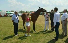 XXIII Świętokrzyski Młodzieżowy Championat Koni Małopolskich w Opatowcu - dzień II aparat 4 19