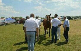 XXIII Świętokrzyski Młodzieżowy Championat Koni Małopolskich w Opatowcu - dzień II aparat 4 17