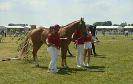 XXIII Świętokrzyski Młodzieżowy Championat Koni Małopolskich w Opatowcu - dzień II aparat 4 15