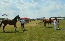 XXIII Świętokrzyski Młodzieżowy Championat Koni Małopolskich w Opatowcu - dzień II aparat 4 14
