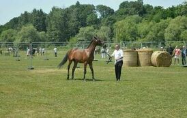 XXIII Świętokrzyski Młodzieżowy Championat Koni Małopolskich w Opatowcu - dzień II aparat 4 13