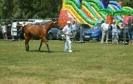 XXIII Świętokrzyski Młodzieżowy Championat Koni Małopolskich w Opatowcu - dzień II aparat 4 12