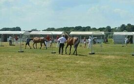 XXIII Świętokrzyski Młodzieżowy Championat Koni Małopolskich w Opatowcu - dzień II aparat 4 11