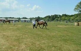 XXIII Świętokrzyski Młodzieżowy Championat Koni Małopolskich w Opatowcu - dzień II aparat 4 10