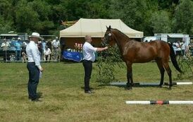 XXIII Świętokrzyski Młodzieżowy Championat Koni Małopolskich w Opatowcu - dzień II aparat 4 09