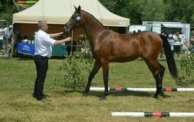 XXIII Świętokrzyski Młodzieżowy Championat Koni Małopolskich w Opatowcu - dzień II aparat 4 08
