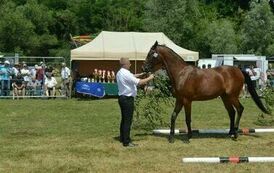 XXIII Świętokrzyski Młodzieżowy Championat Koni Małopolskich w Opatowcu - dzień II aparat 4 07