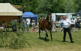 XXIII Świętokrzyski Młodzieżowy Championat Koni Małopolskich w Opatowcu - dzień II aparat 4 06