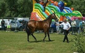 XXIII Świętokrzyski Młodzieżowy Championat Koni Małopolskich w Opatowcu - dzień II aparat 4 05