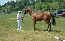 XXIII Świętokrzyski Młodzieżowy Championat Koni Małopolskich w Opatowcu - dzień II aparat 4 03