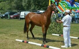 XXIII Świętokrzyski Młodzieżowy Championat Koni Małopolskich w Opatowcu - dzień II aparat 4 01