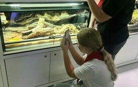 Harcerze na Małopolskiej Nocy Naukowc&oacute;w 12